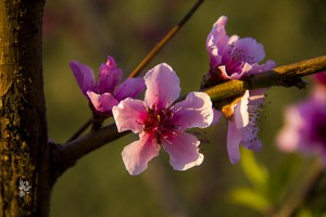 JUDAS TREE
