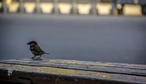 THE PARK BENCH