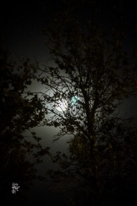 THE LAST SPRING PHOTO 
